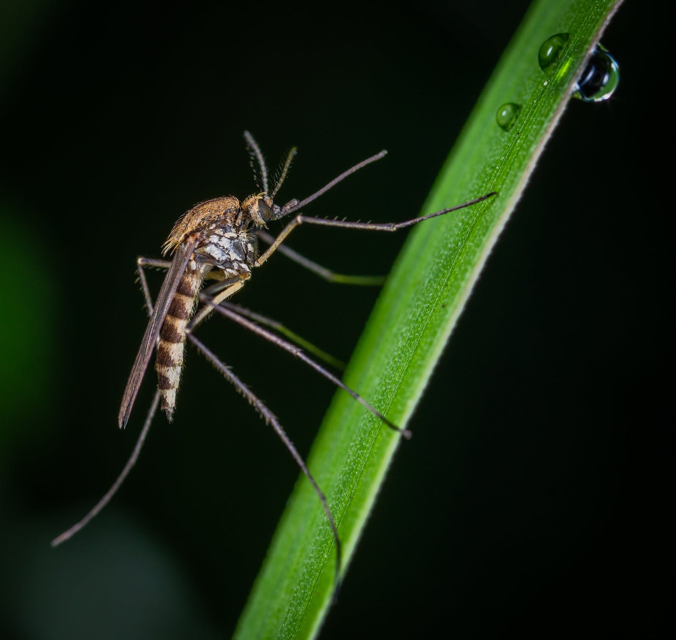 Mosquito Pest Control Fort Myers FL