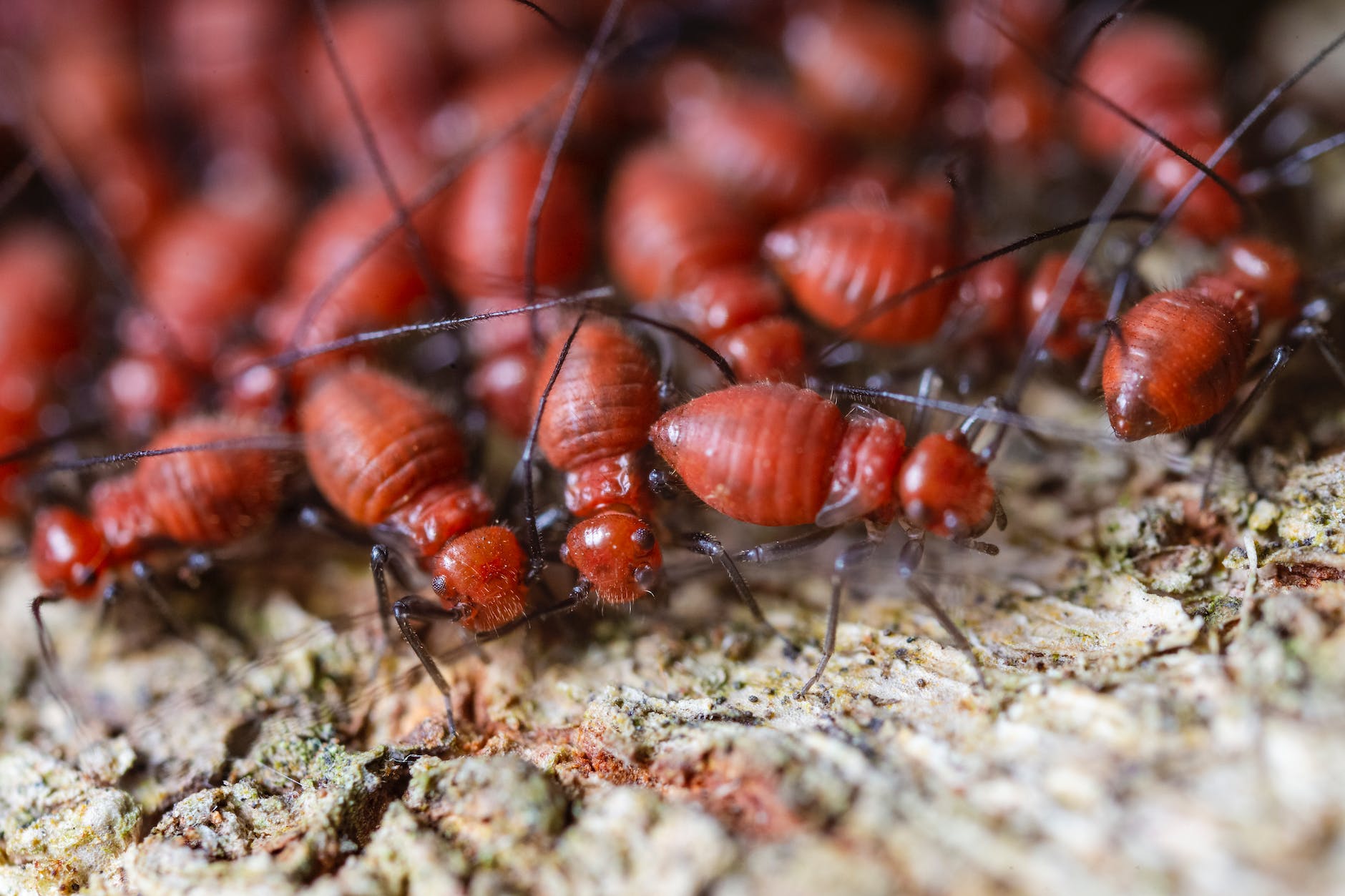 Termite Pest Control Fort Myers FL