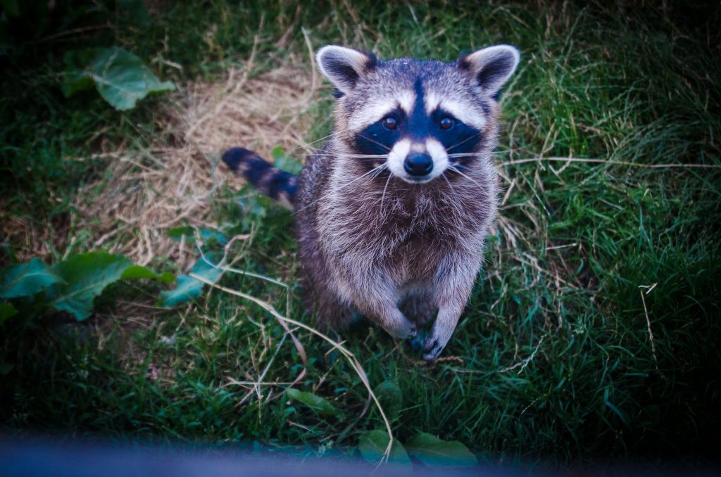 #1 Raccoon Removal in Fort Myers, FL