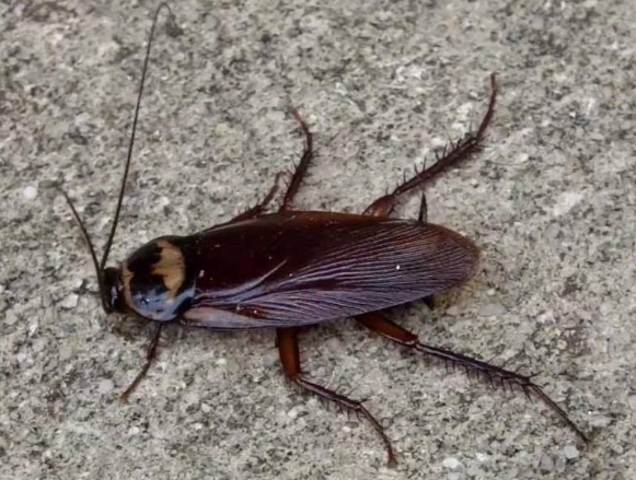 Common Pests in Fort Myers, FL