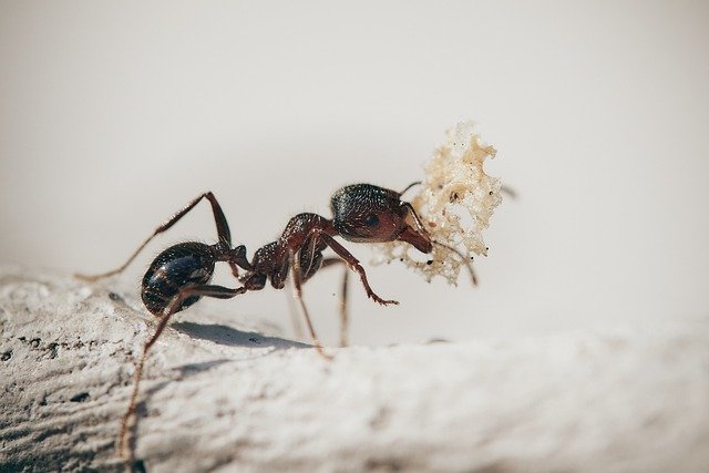 DIY Ant Removal: The 2023 Florida Ant Guide